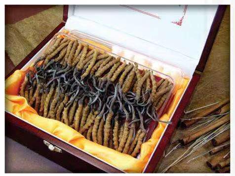 澄江冬虫夏草回收